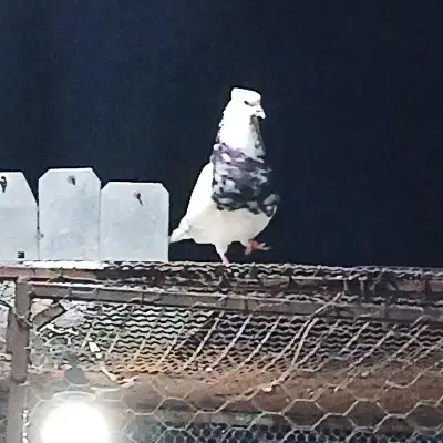 کفتر رنگی|پرنده|اهواز, امانیه|دیوار