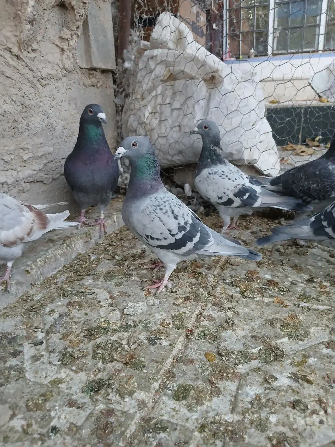 کفتر پلاکی و طوق سبز وسینه سرخ|پرنده|شیراز, سعدیه جنوبی|دیوار