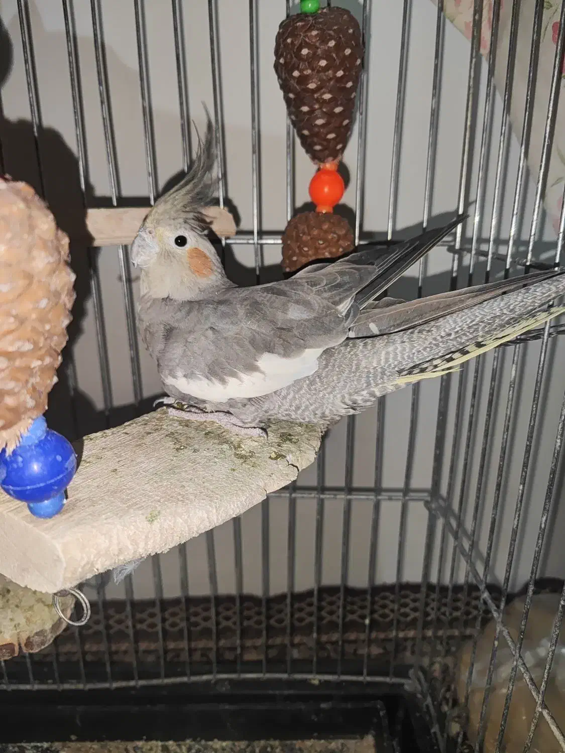 عروس هلندی|پرنده|نسیم‌شهر, |دیوار