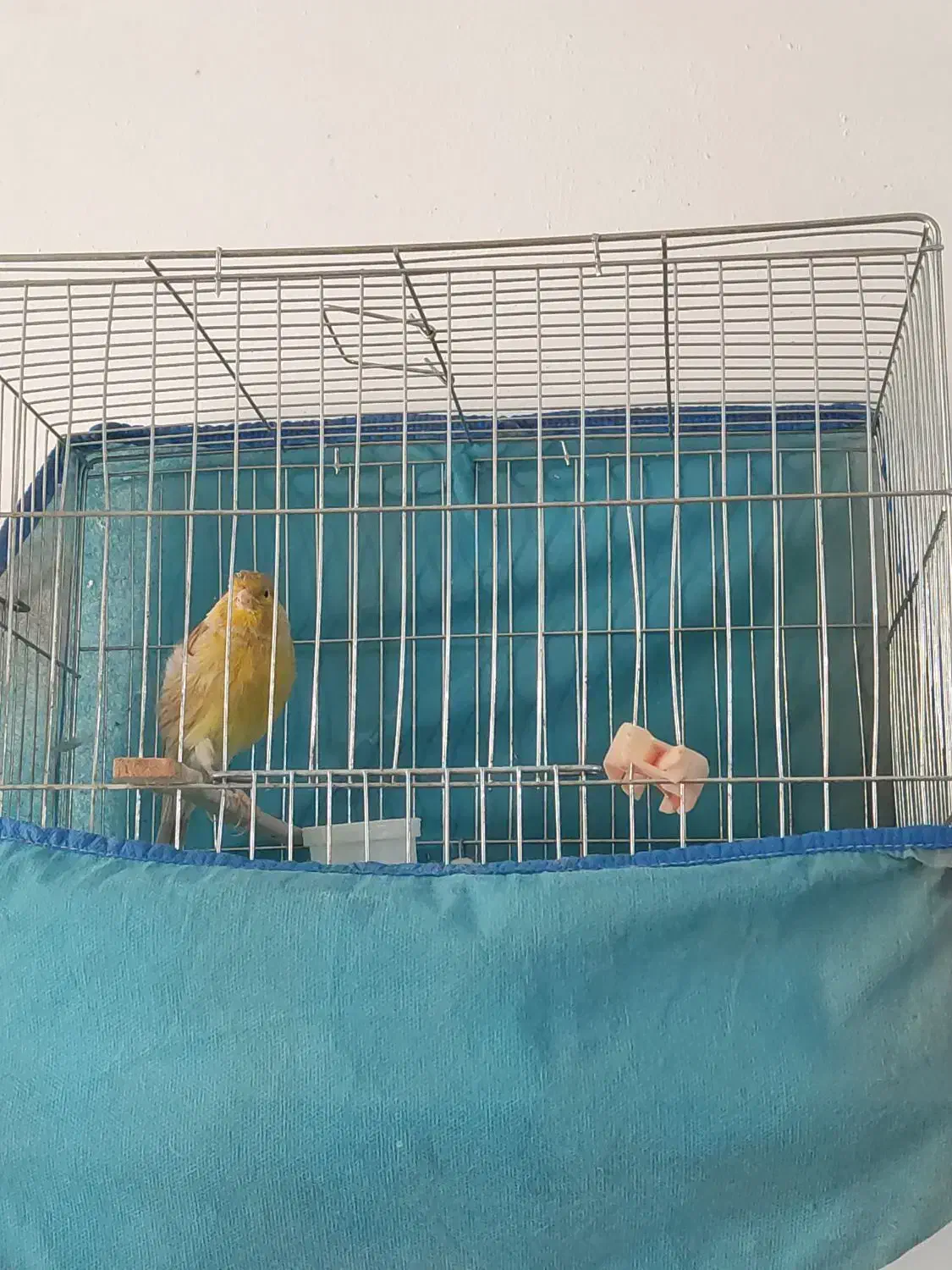 قناری|پرنده|پاکدشت, پاکدشت (مامازند)|دیوار