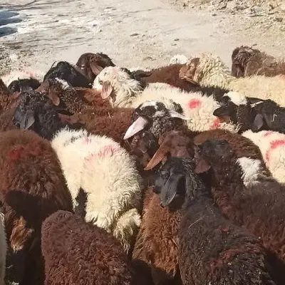 **بره تاز وکم چربی زنده جون|حیوانات مزرعه|تهران, شهرک غرب|دیوار