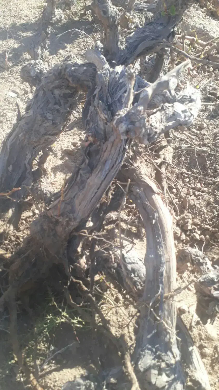 میم انگور|حراج|کاشمر, |دیوار