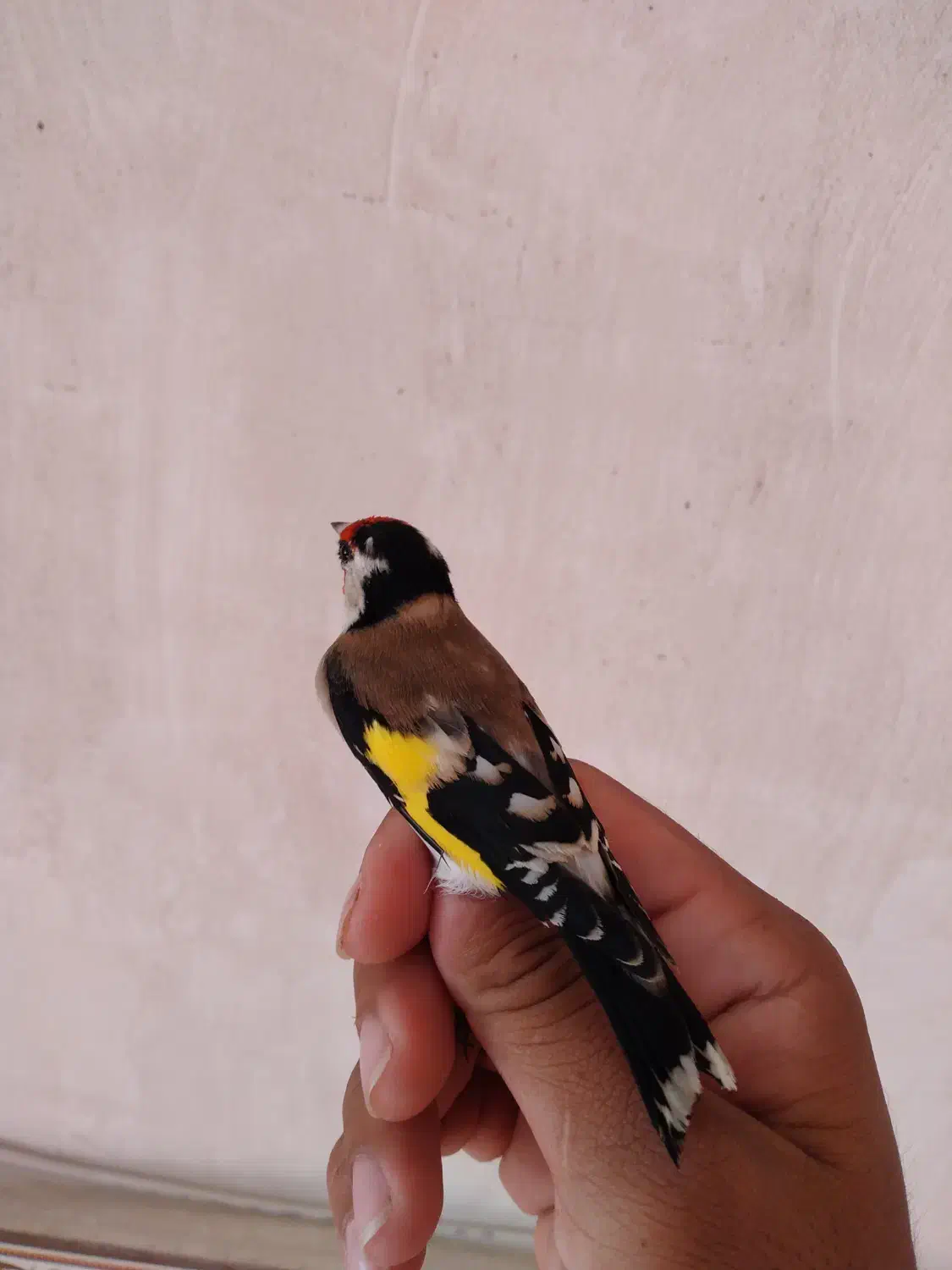 سهره|پرنده|سرپل ذهاب, |دیوار