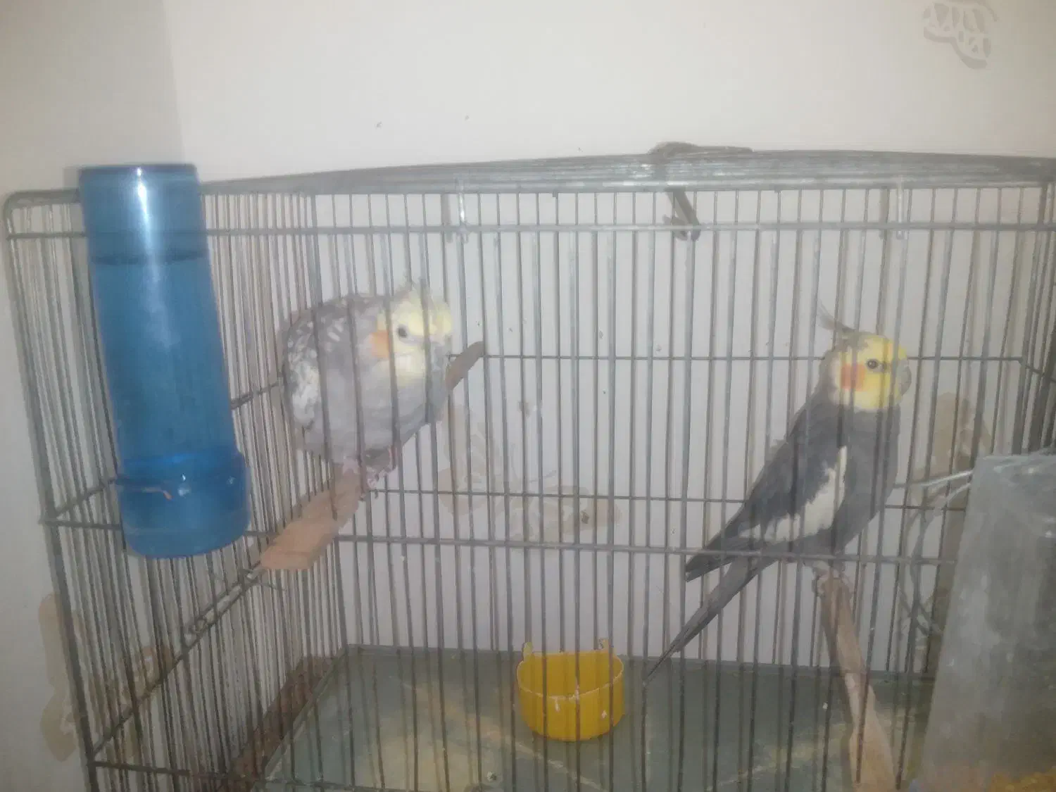 عروس هلندی|پرنده|مسجد سلیمان, |دیوار