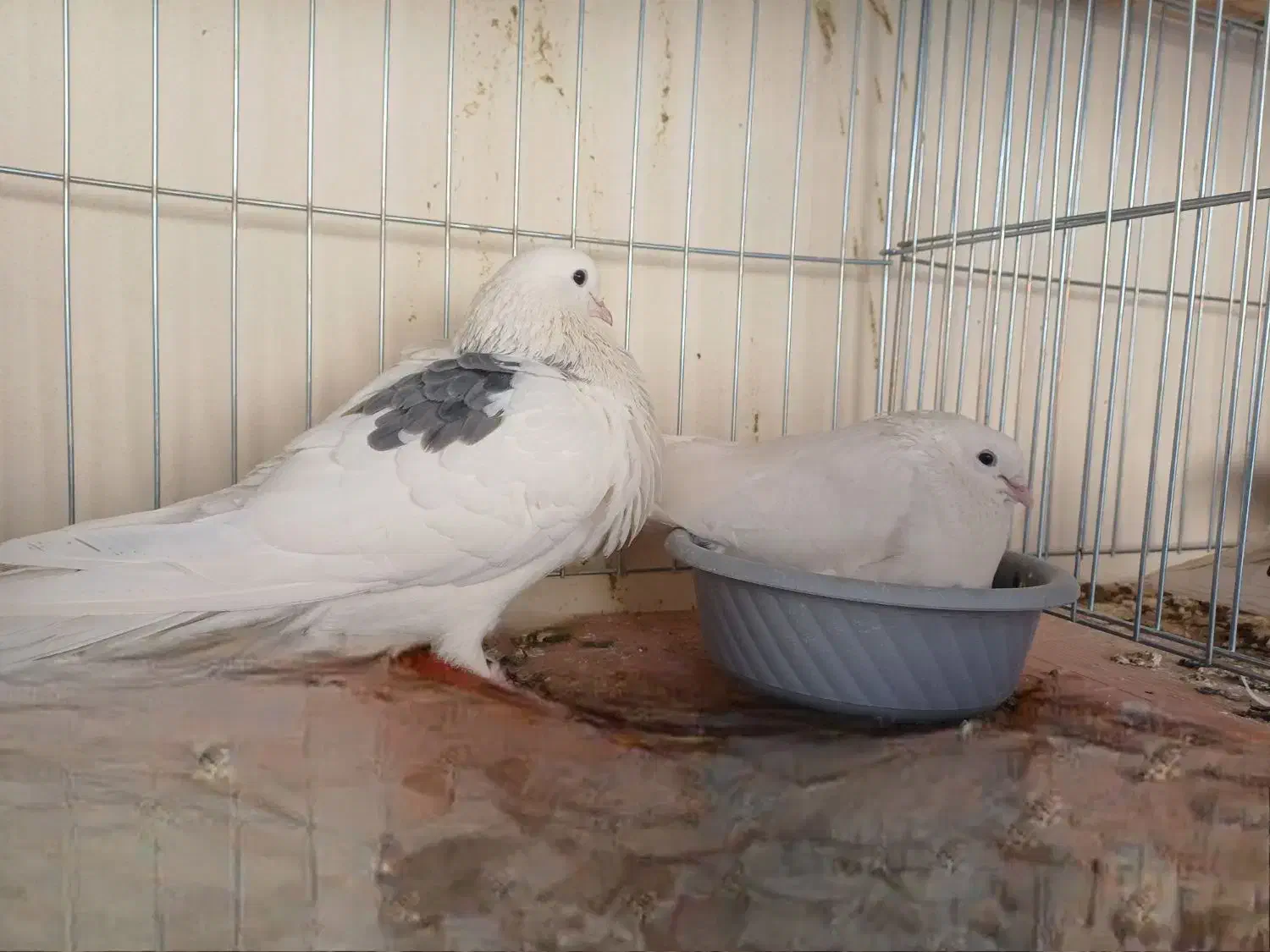 کفتر پرشی|پرنده|رباط‌کریم, نوده|دیوار