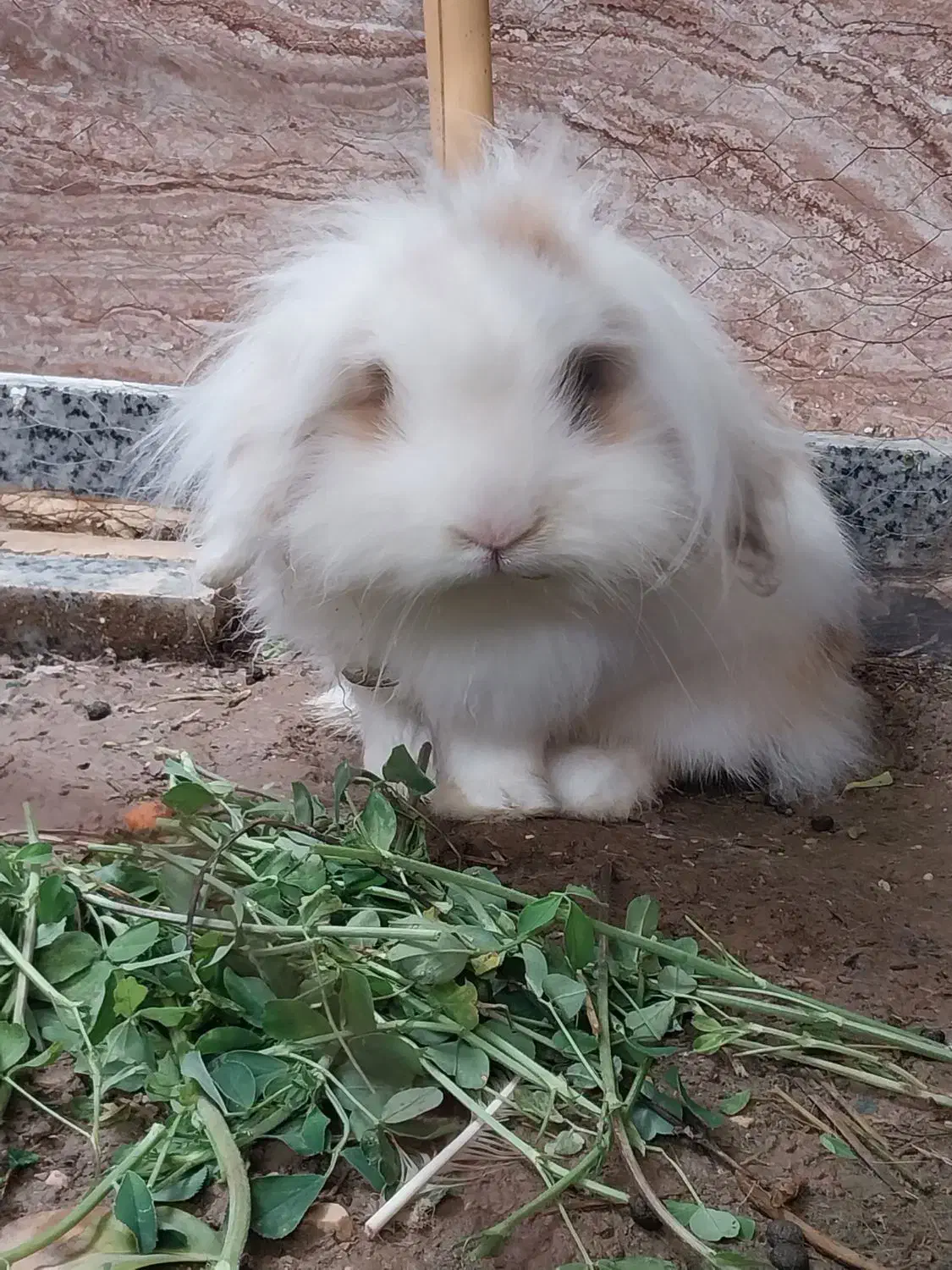 خرگوش لپ|موش و خرگوش|بهبهان, |دیوار