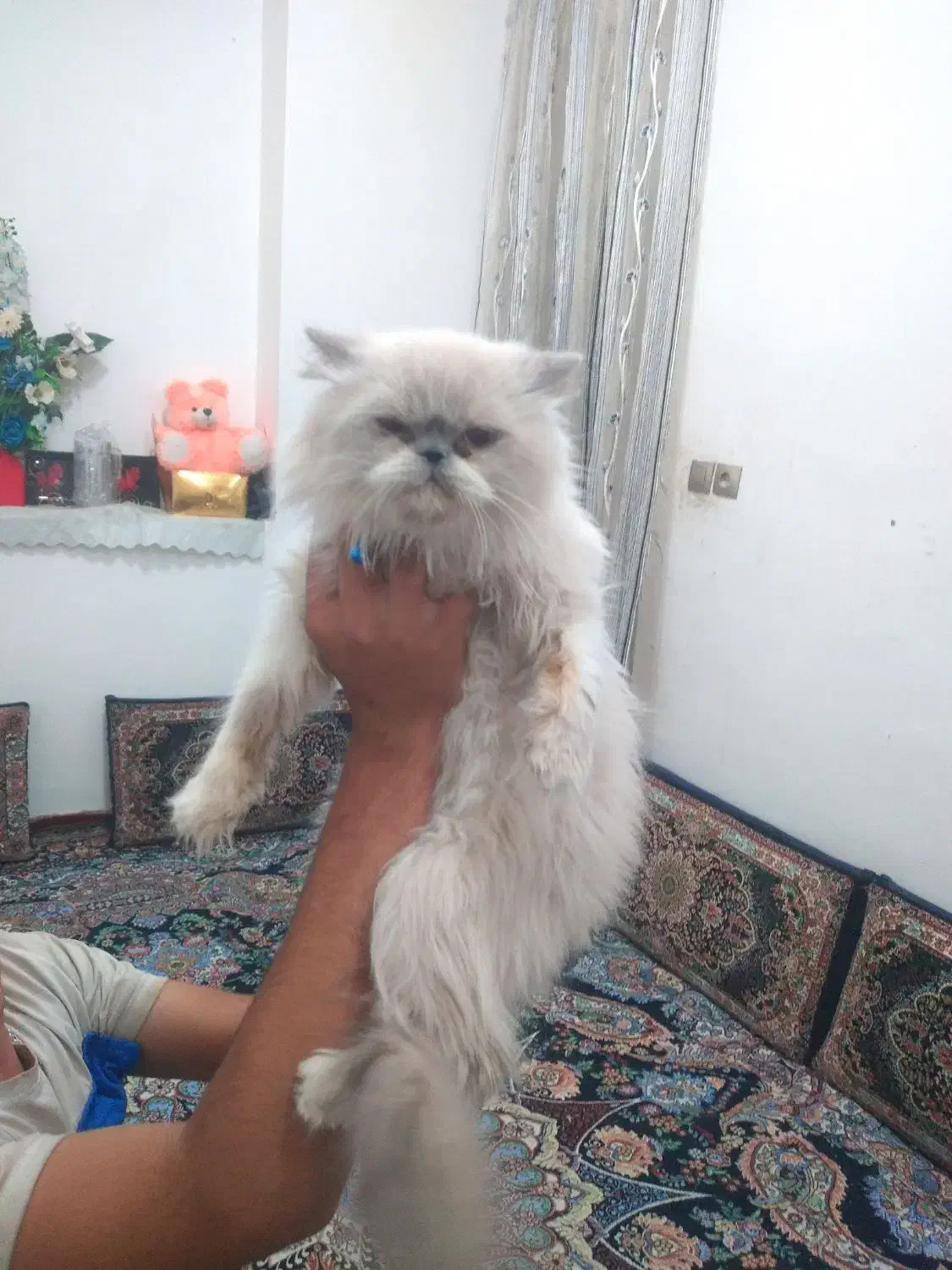 گربه پرشین|گربه|تربت‌حیدریه, کلاته توکلی|دیوار