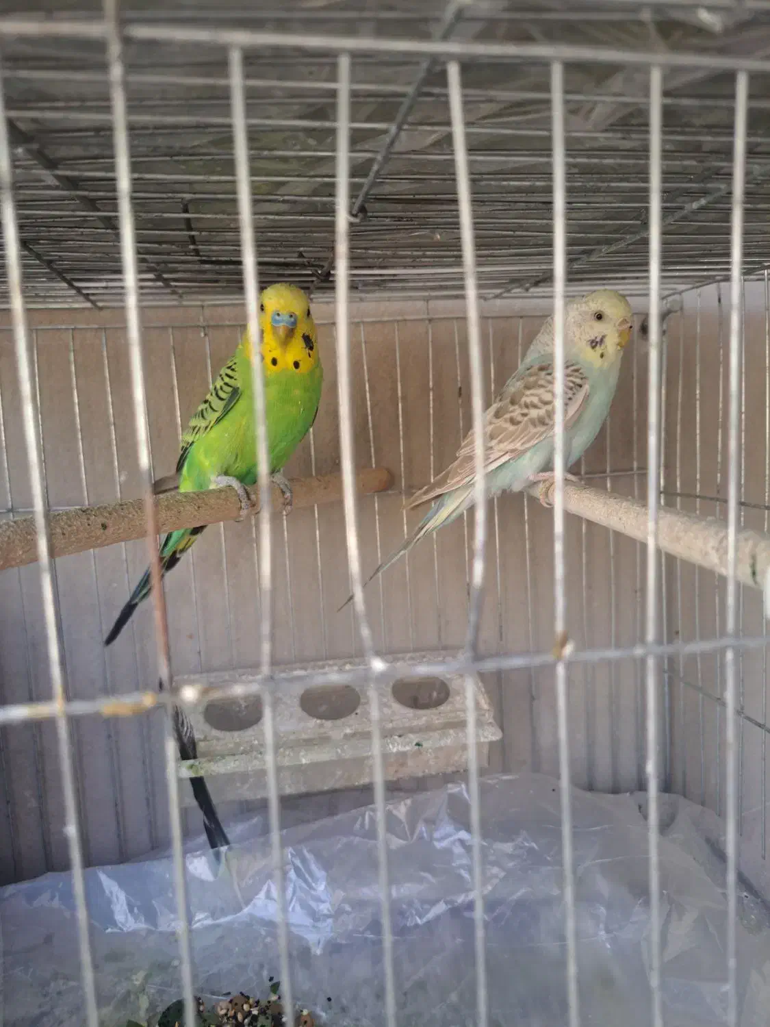 مرغ عشق|پرنده|مرودشت, پشت سایپا‎|دیوار