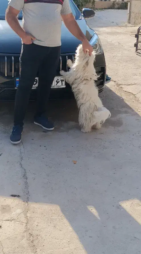 شیتزو|سگ|کازرون, |دیوار