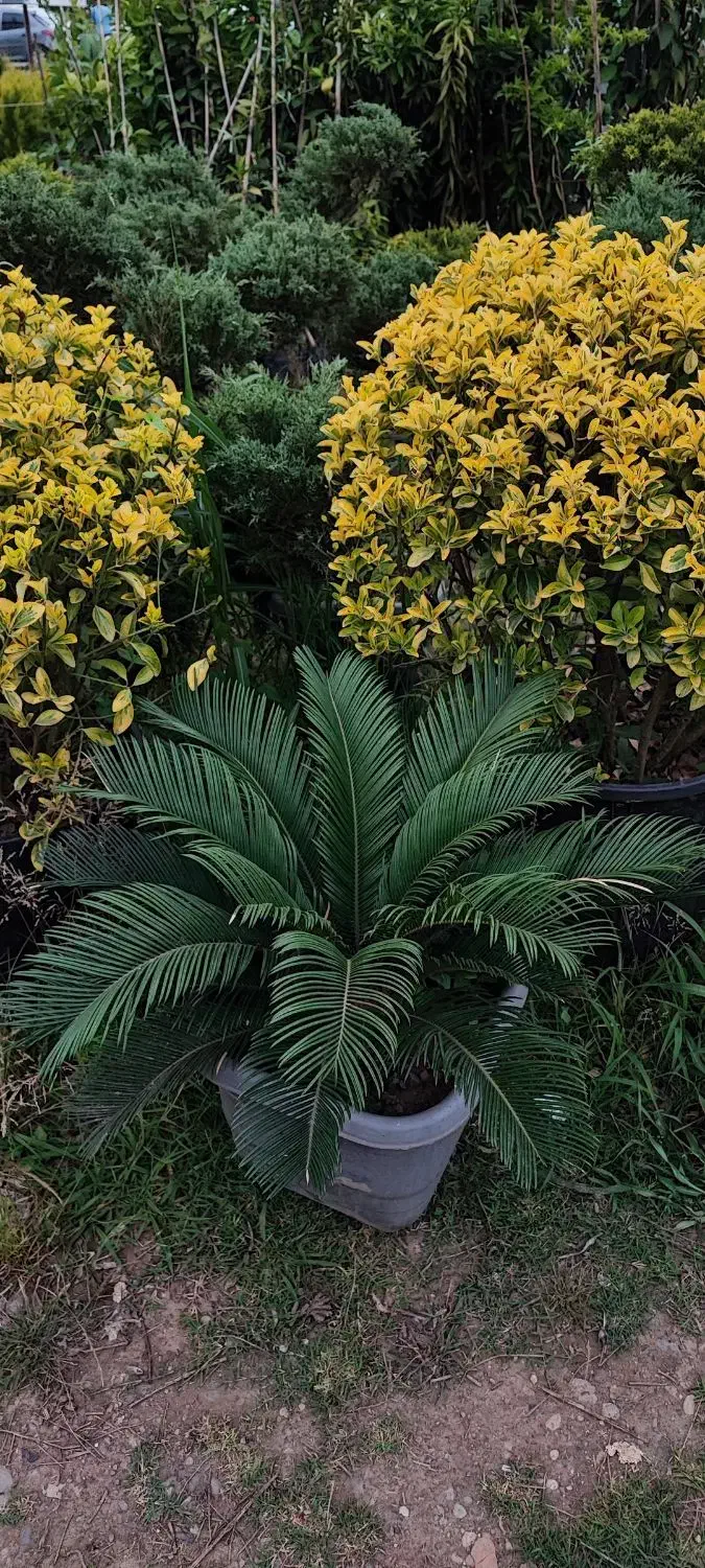 باغ گل و گیاه|فروش زمین و ملک کلنگی|کلاچای, |دیوار