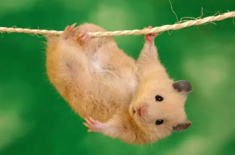 دنیای همستر در مرکز اصلی جوندگان.متن اگهی مهم است|موش و خرگوش|اصفهان, بهاران|دیوار