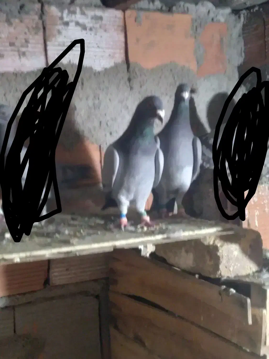 کبوتر مسافتی|پرنده|گنبد کاووس, |دیوار