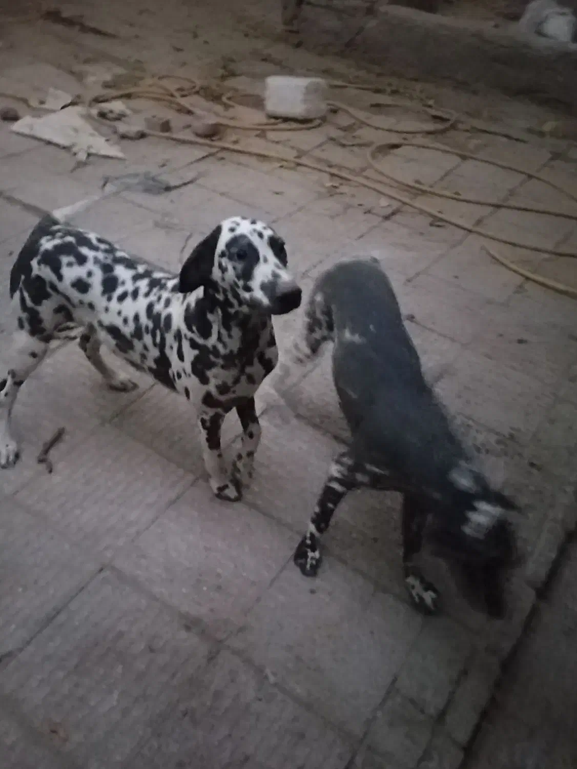 سگ دالمیشن نر و ماده|سگ|آفتاب, |دیوار