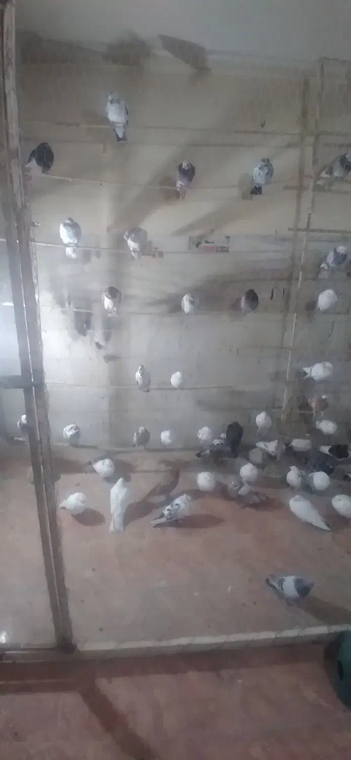 خرید و فروش عروس هلندی، مرغ، خروس و کبوتر|پرنده|فشاپویه, |دیوار