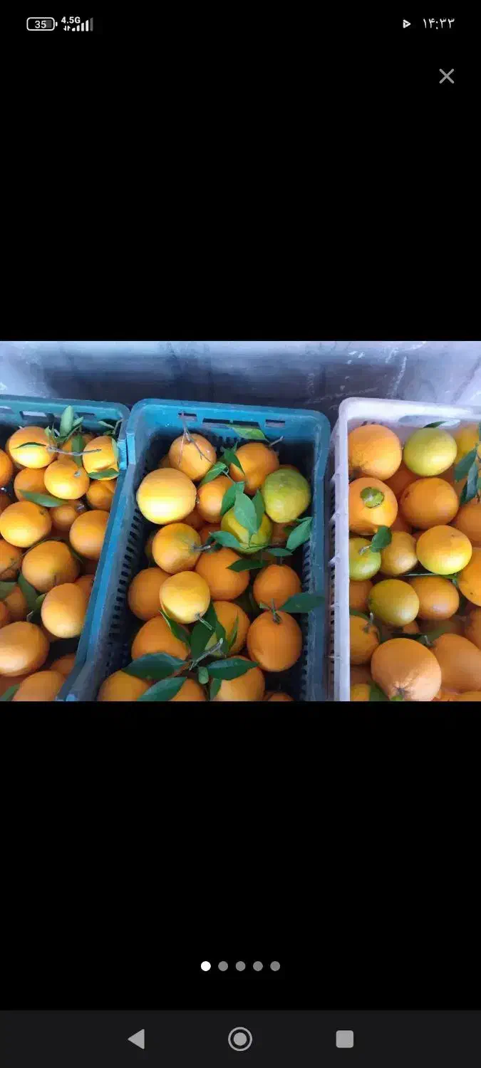 بار میچینیم تحویل میدیم|خدمات باغبانی و درختکاری|سورک, |دیوار