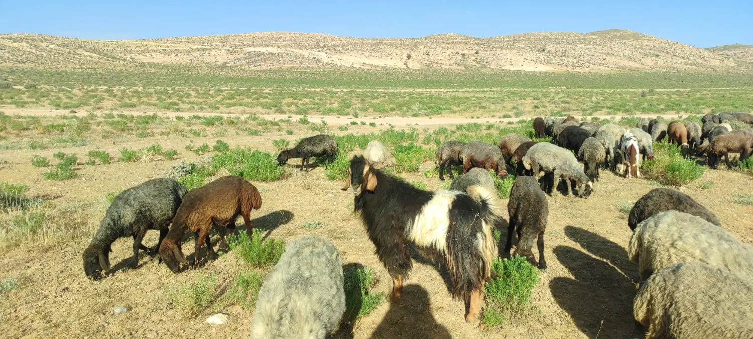 دبر برزی|حیوانات مزرعه|شیبکوه (فارس), |دیوار