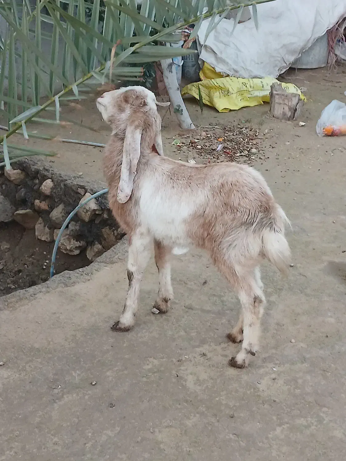 بزز|حیوانات مزرعه|اهرم, |دیوار