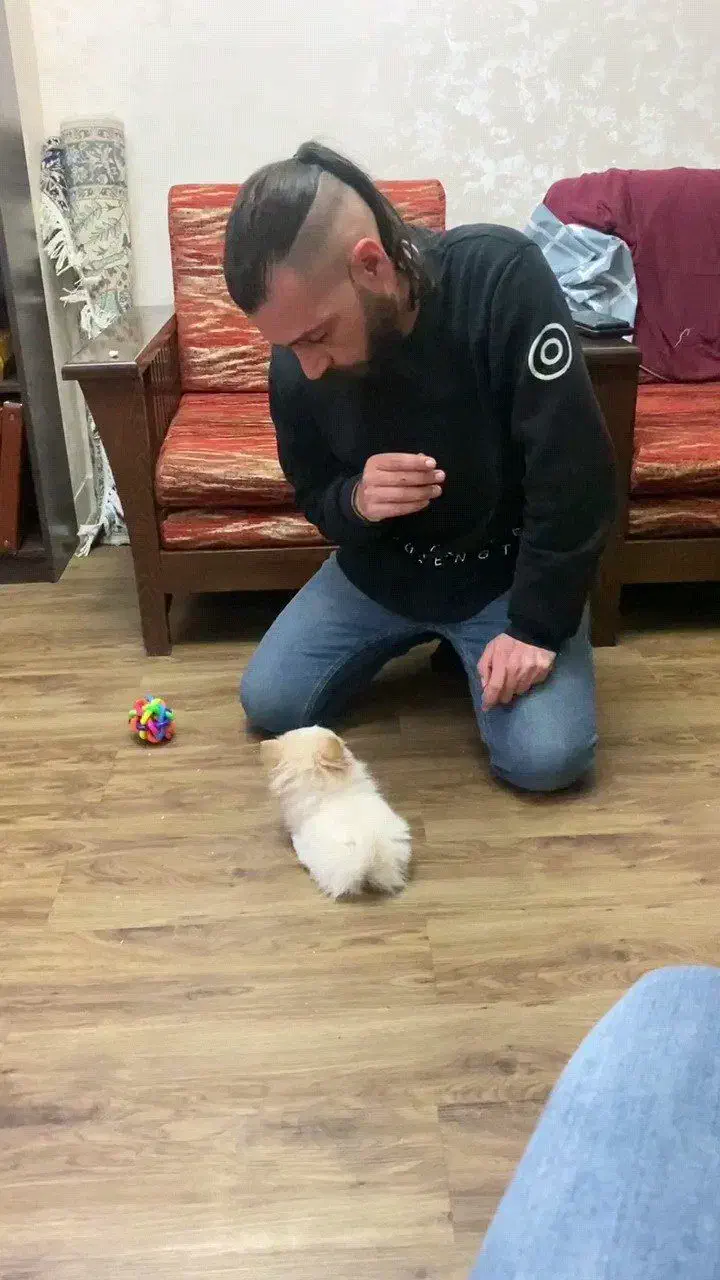 تربـیت تـضمینـی سگ با مـدرک معتبر-آموزش سگ|خدمات آموزشی|تهران, شهرک چیتگر|دیوار