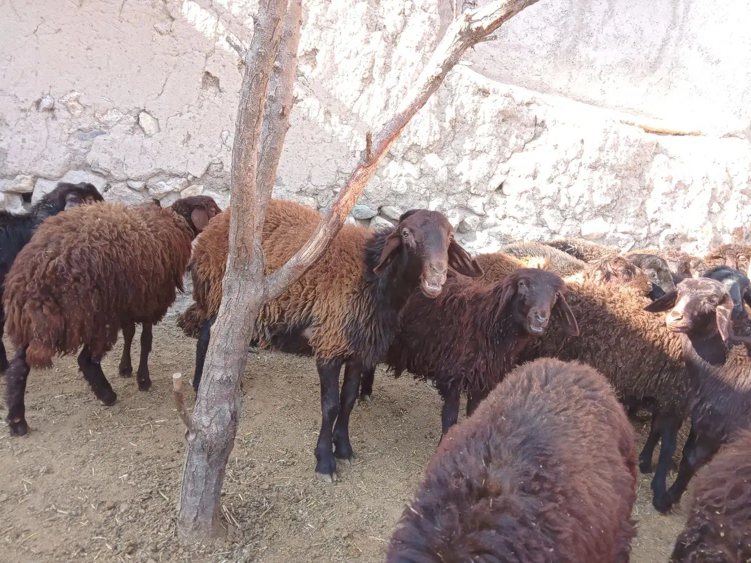 گوسفند، بره قزل افشار نر وماده|حیوانات مزرعه|سراب, |دیوار