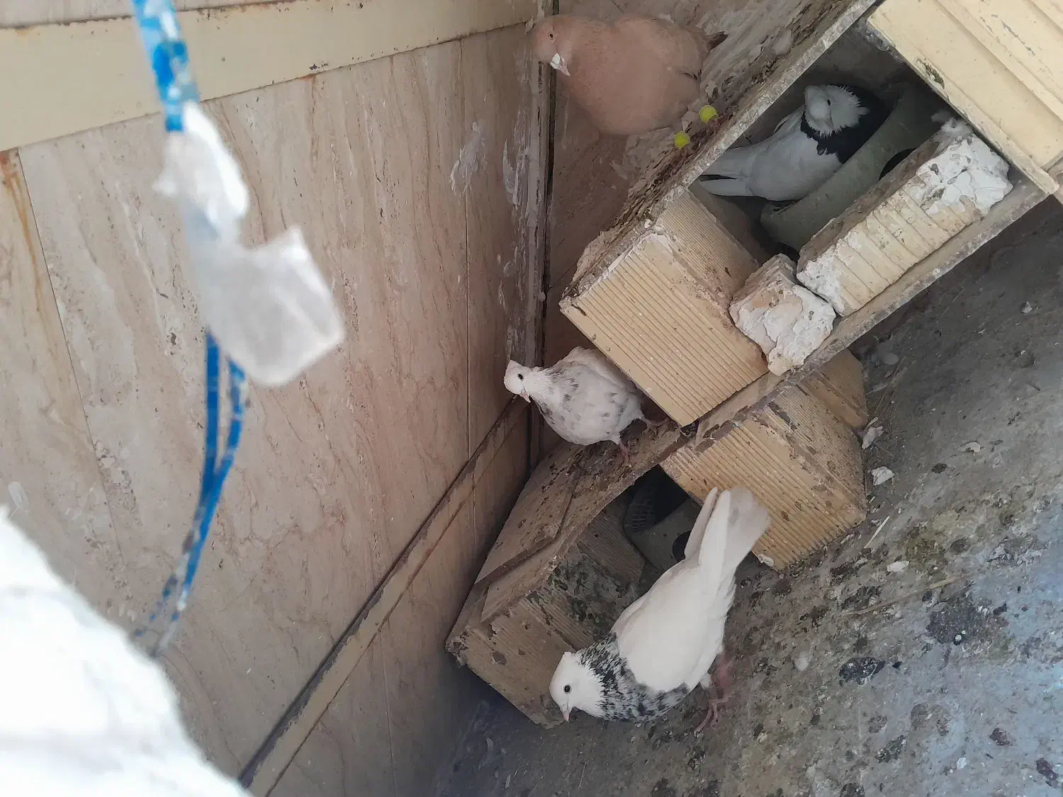 کبوتر طوقی شیش دونگ|پرنده|سوق, |دیوار