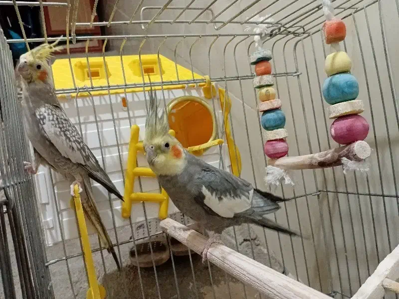 عروس هلندی سخنگو|پرنده|جوانرود, |دیوار