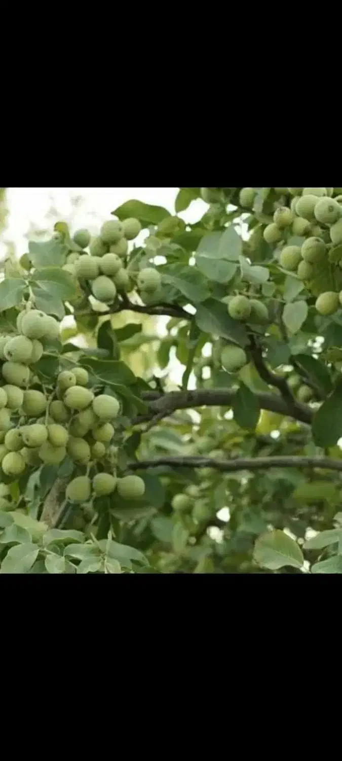 نهال تضمینی و با کیفیت|خدمات باغبانی و درختکاری|سنندج, |دیوار