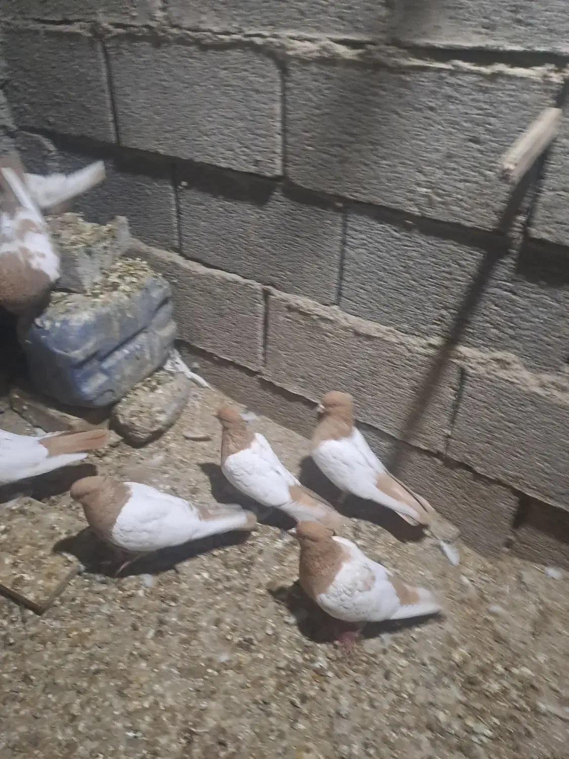 کبوتر و مرغ|حیوانات مزرعه|کوهمره, |دیوار