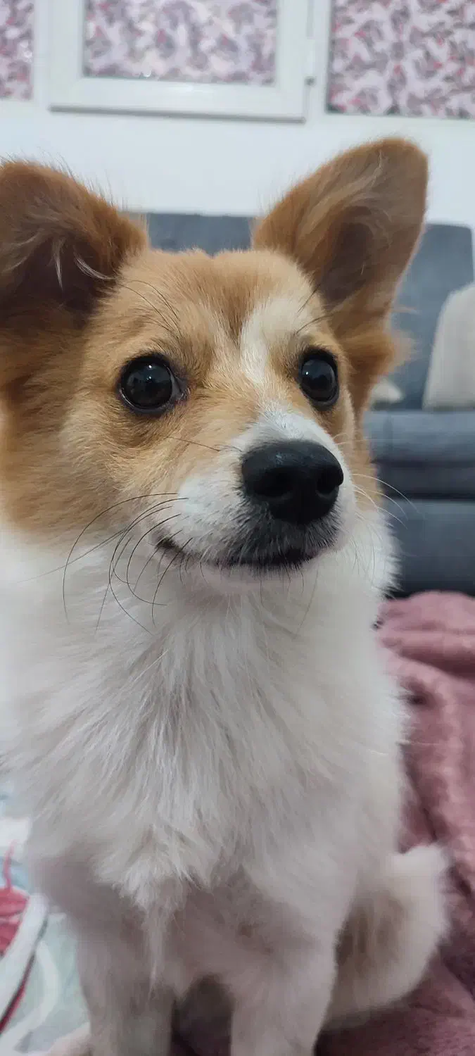 اشپیتز پامر|سگ|بندرعباس, |دیوار