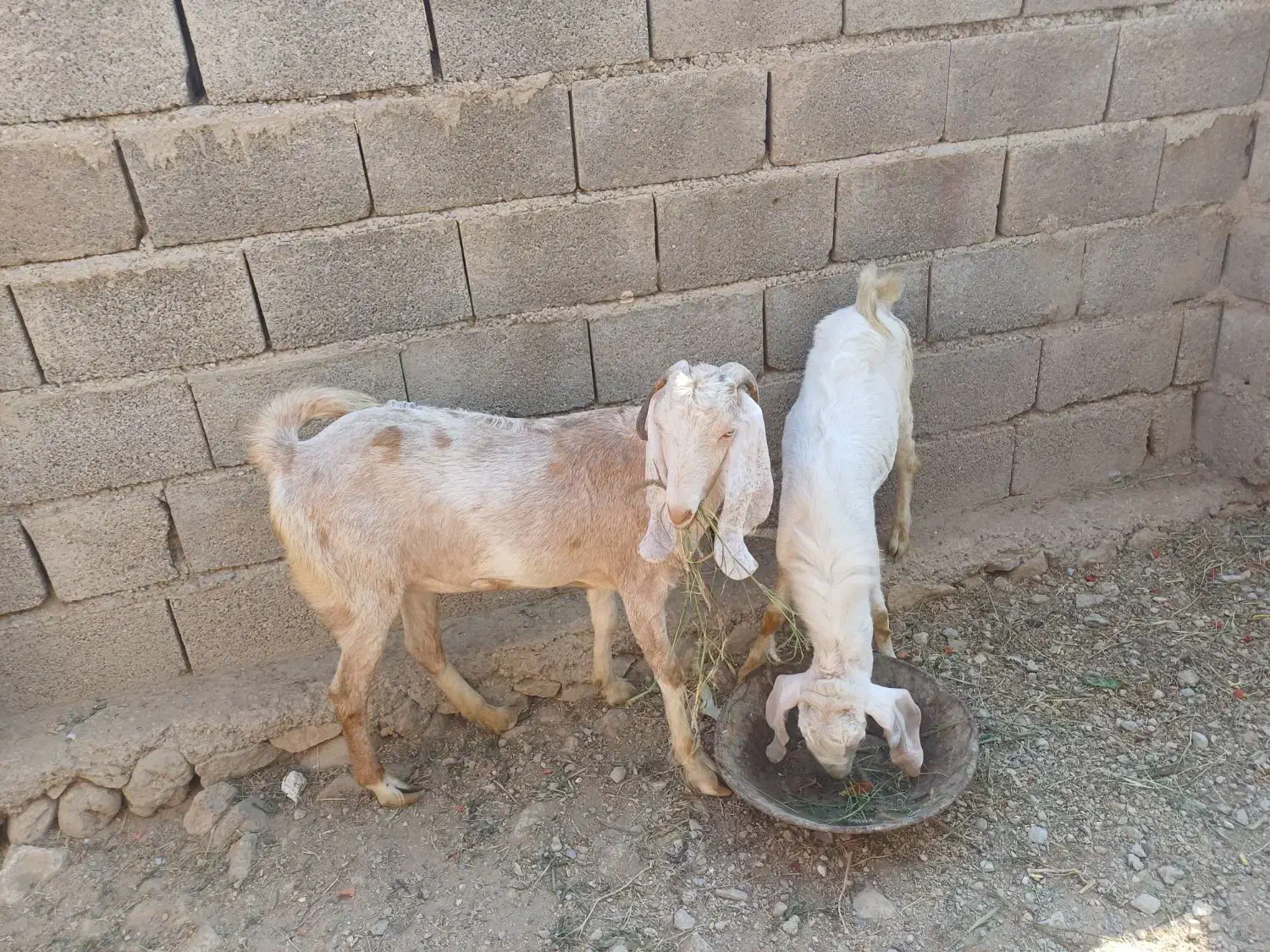 بز و کهره نر. بردخون|حیوانات مزرعه|بندر کنگان, |دیوار