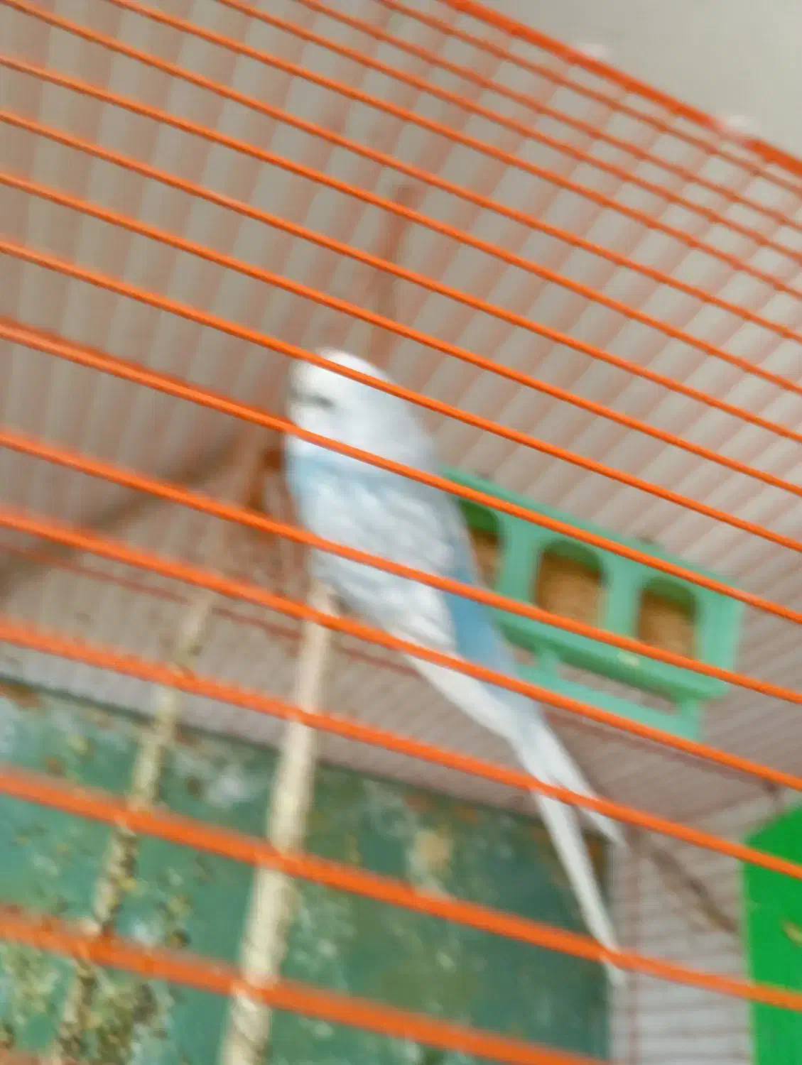 مرق عشق مرغ عشق|پرنده|تهران, حصارک|دیوار