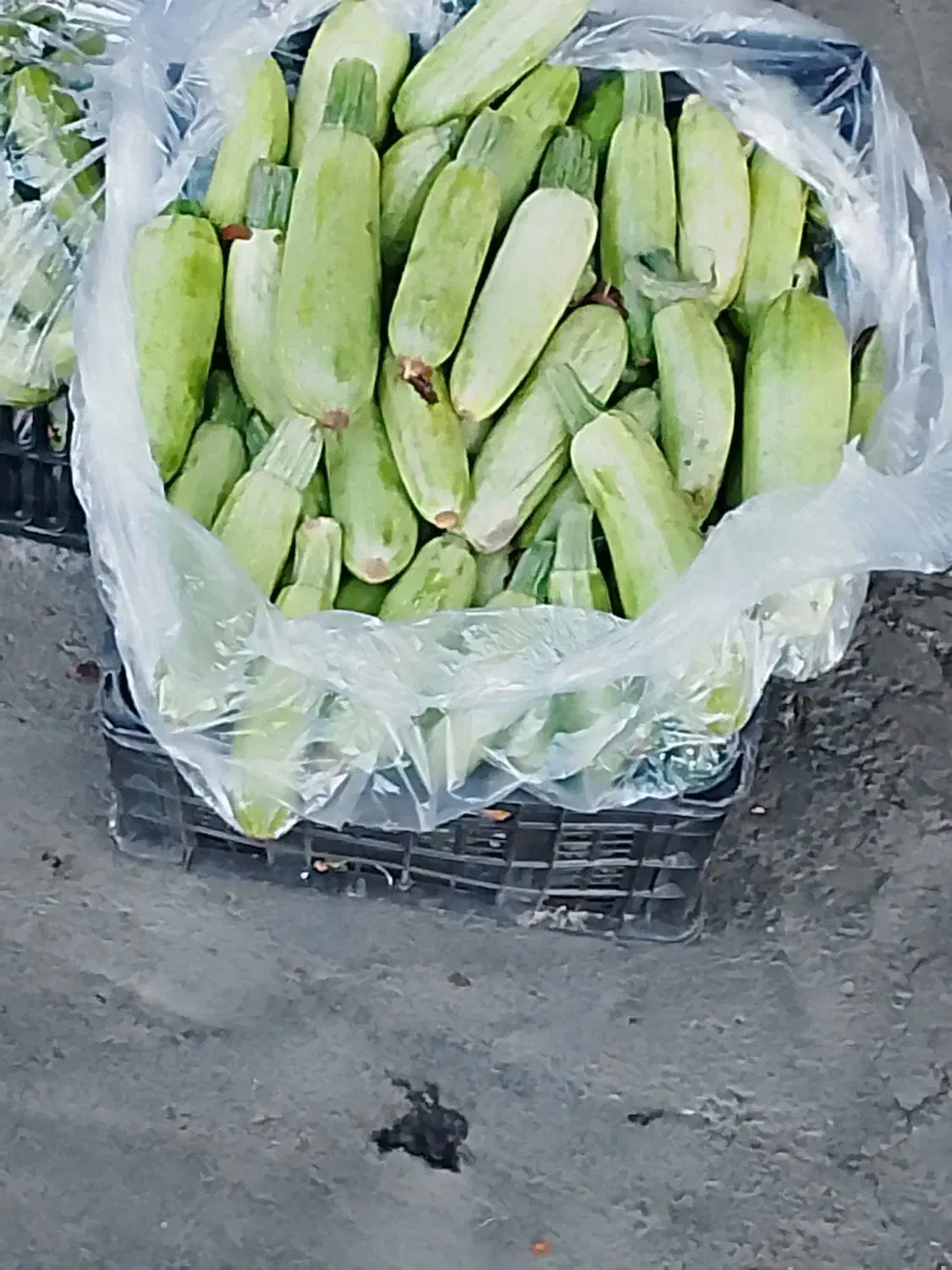 کدو سبز|خوردنی و آشامیدنی|قرچک, زیبا شهر|دیوار