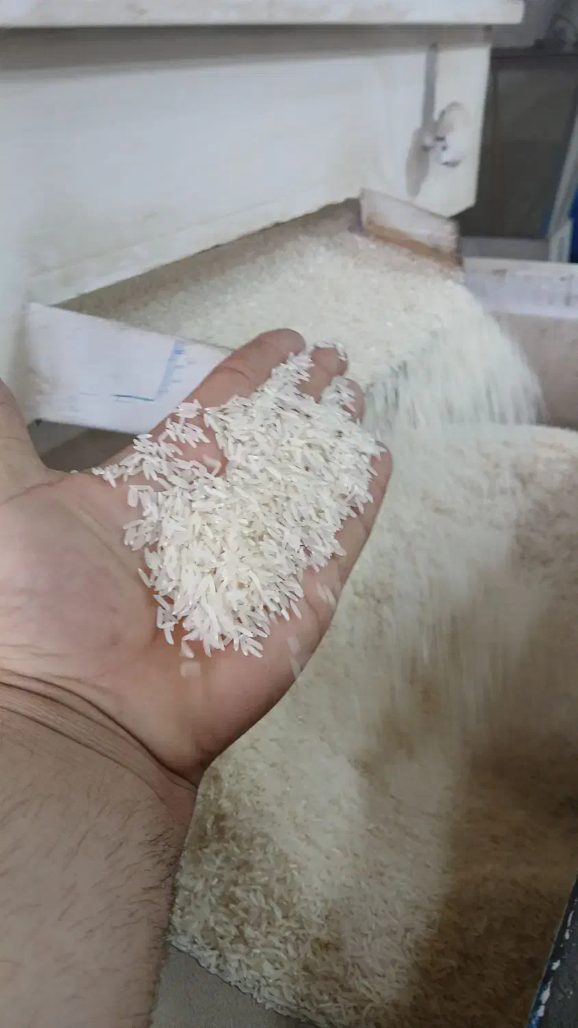 برنج فجردرجه یک عالی وخوشبخت|خوردنی و آشامیدنی|تاتار علیا, |دیوار