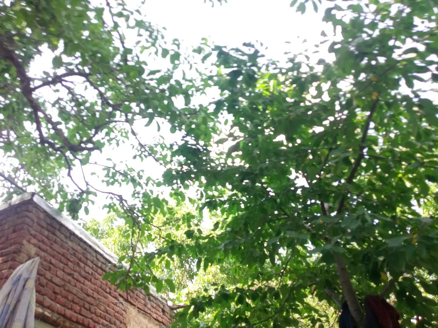 خریدچوب درختان درباغ|خدمات باغبانی و درختکاری|مراغه, |دیوار