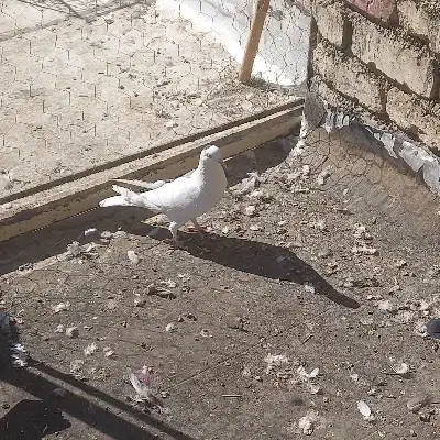 کفتر دم گیر و سینه ای|پرنده|خمینیشهر, |دیوار