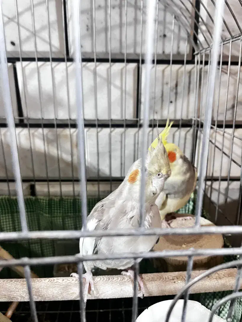 عروس هلندی مولد|پرنده|مبارکه, |دیوار