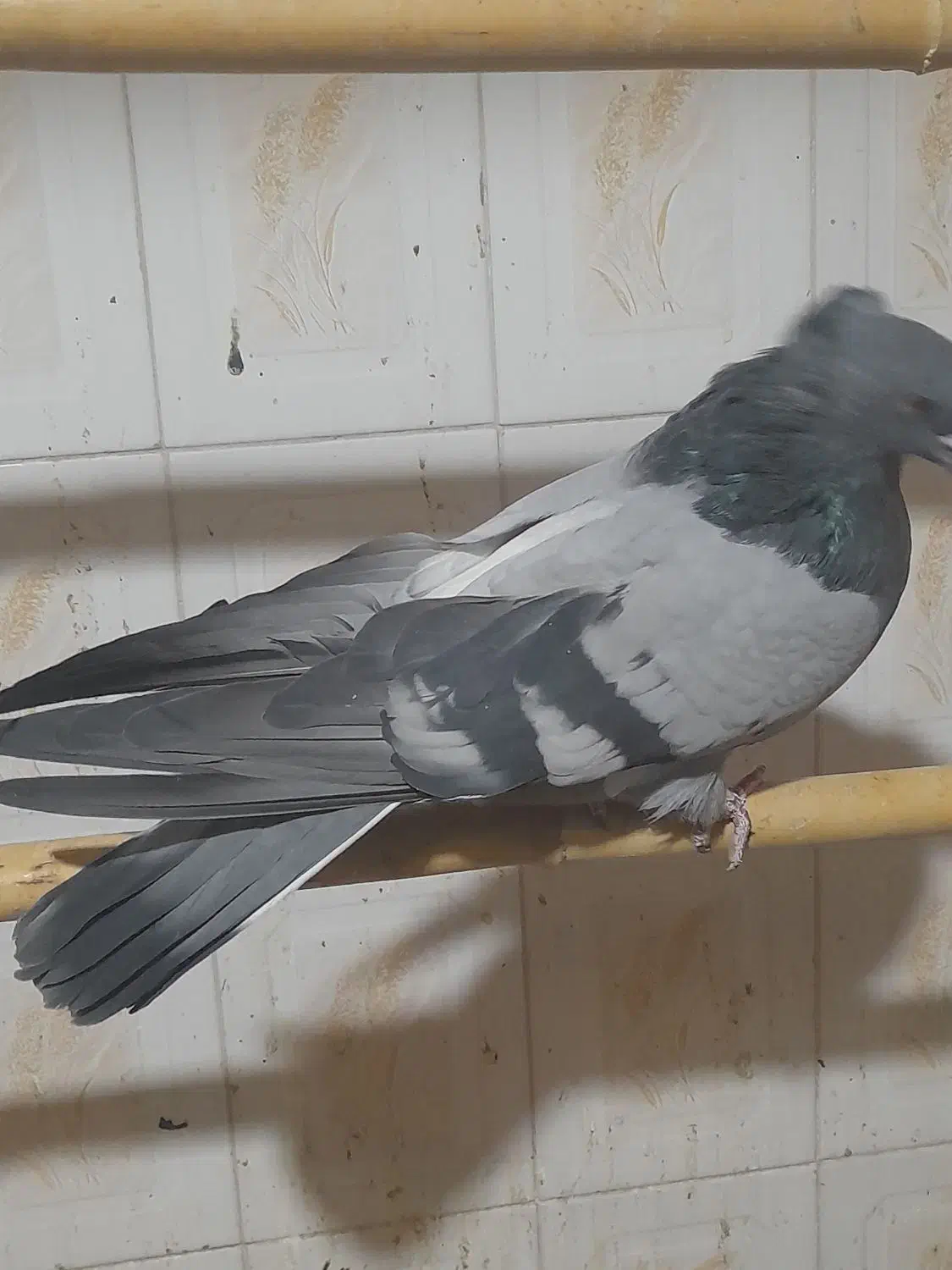 کبوتر سبز کاکلی پشت قنار|پرنده|مهدی شهر, |دیوار