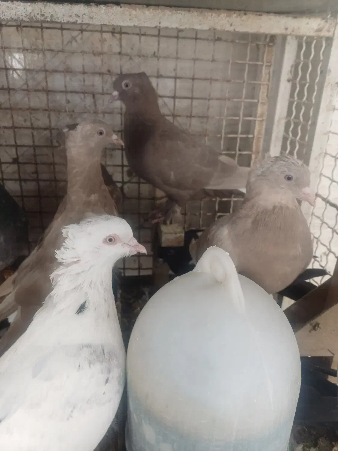 کفتر بهبهانی|پرنده|شیراز, شریفآباد|دیوار