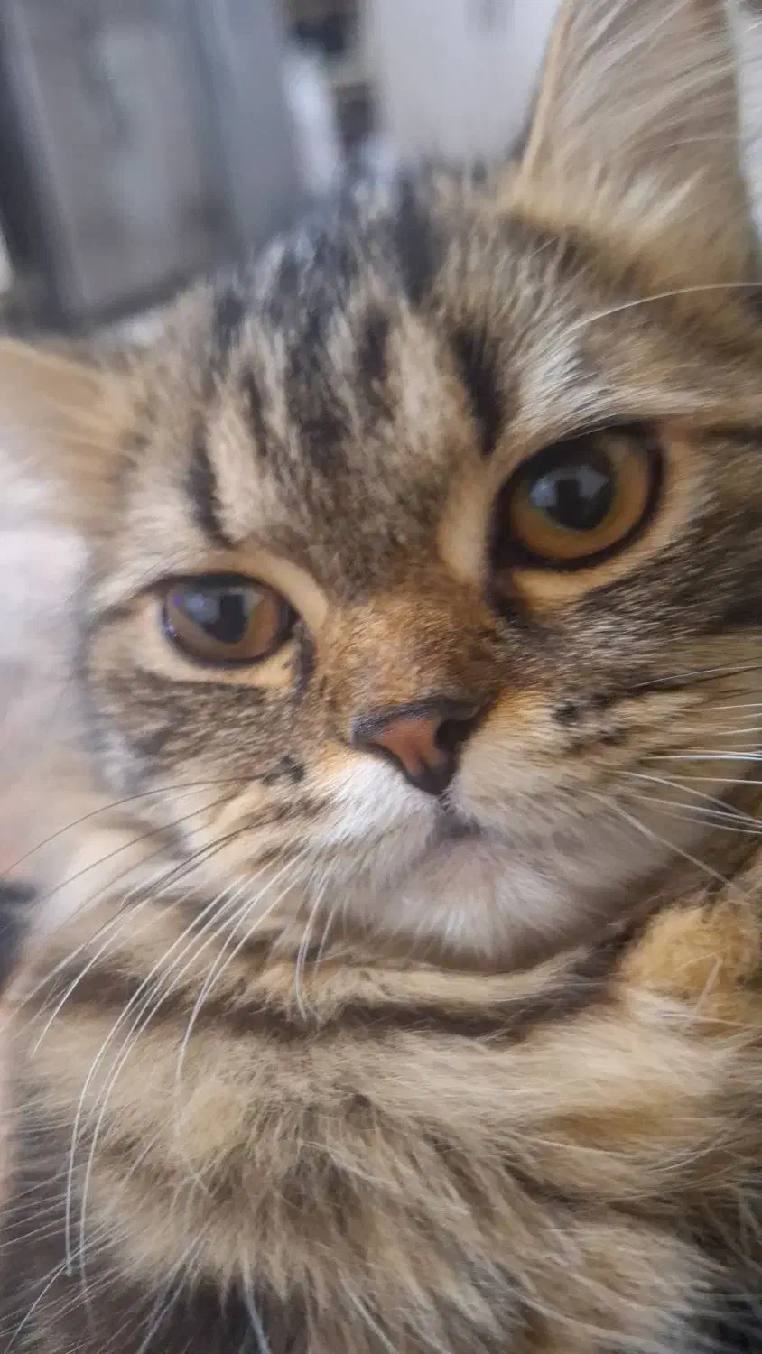 گربه پرشین کلاسیک|گربه|باسمنج, |دیوار