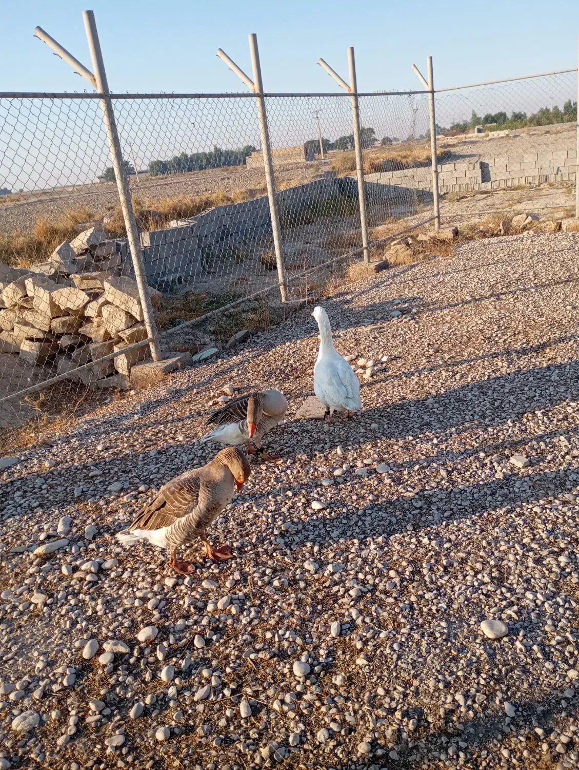 3عدد غاز برای فروش|حیوانات مزرعه|رامهرمز, |دیوار