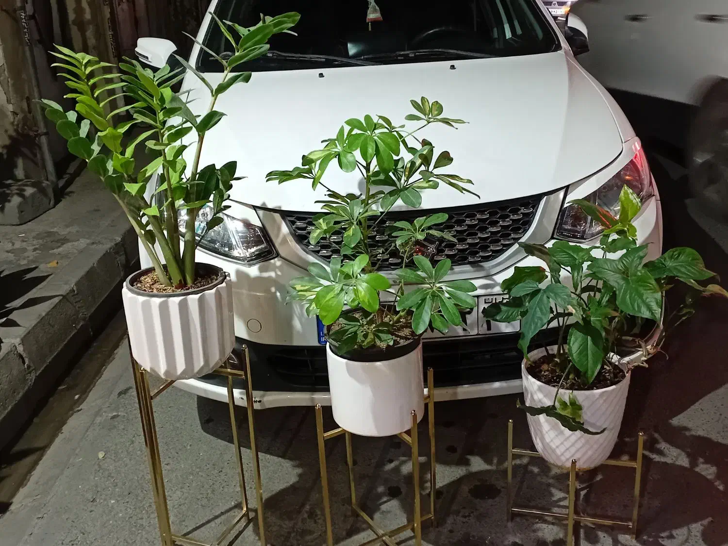 گل طبیعی دیفن باخیا و زاموفیلیا گلدان و استندا|گل و گیاه طبیعی|قدس, شهرقدس|دیوار