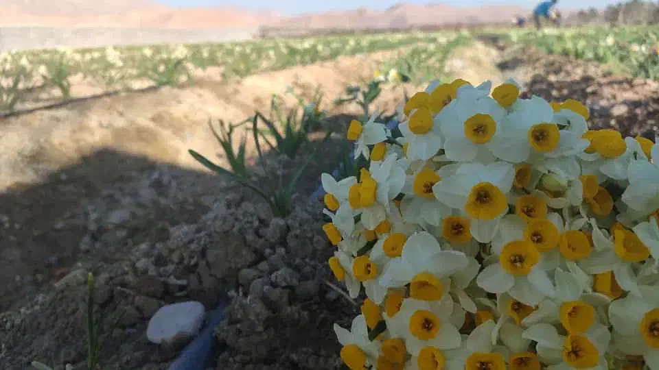 پخش عمده گل نرگس به شهرستان|گل و گیاه طبیعی|شیراز, کاراندیش|دیوار