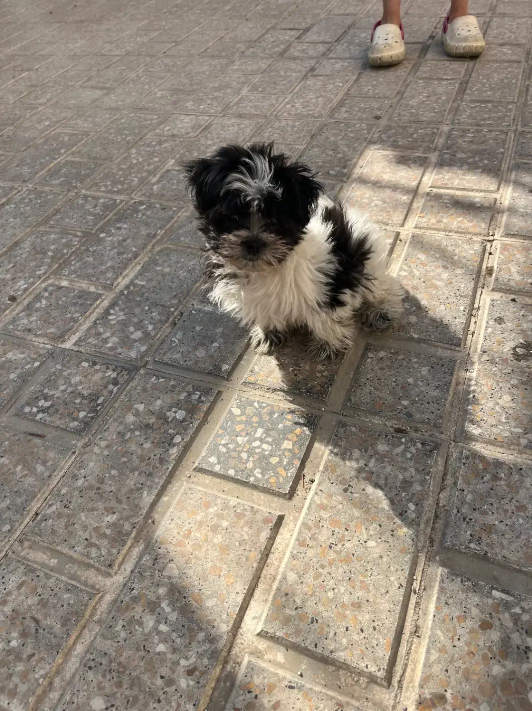 توله سگ پادول|سگ|اندیشه, اندیشه فاز ۵|دیوار