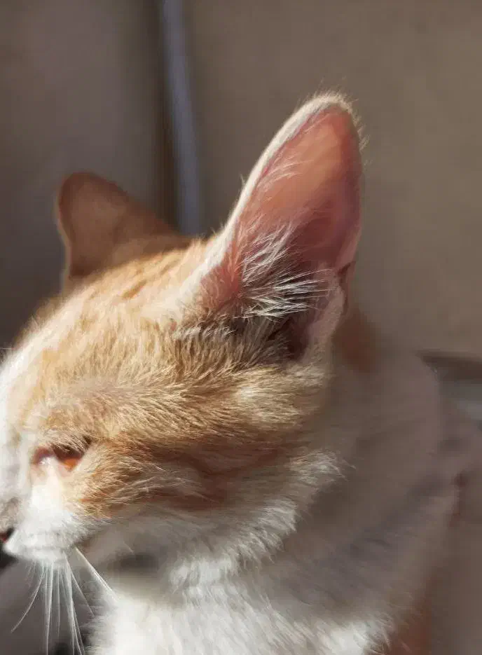 واگذاری گربه|گربه|زابل, |دیوار