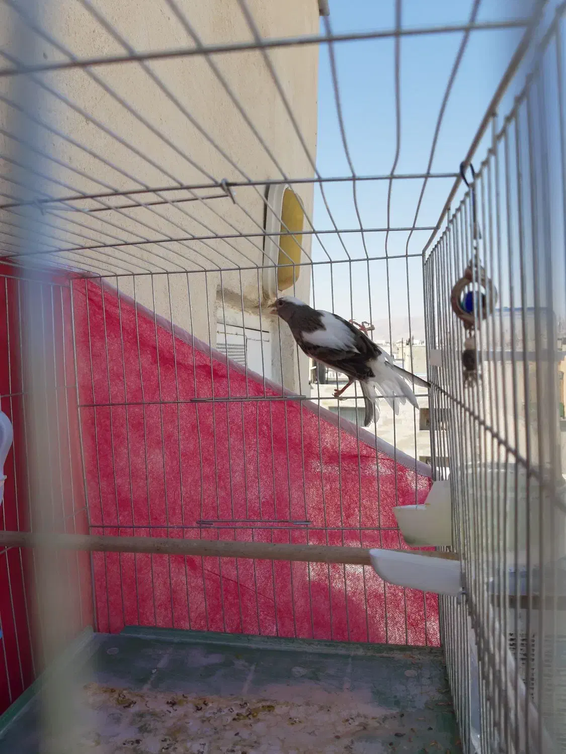 قناری نر مست معاوضه با دوتا جوجه قناری|پرنده|شیراز, دشت چنار|دیوار