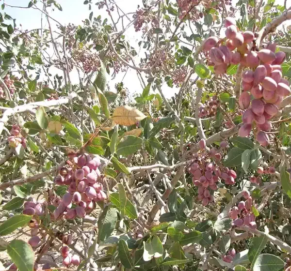 خدمات هرس و پتار و پیوند زنی درختان پسته|خدمات باغبانی و درختکاری|رفسنجان, |دیوار