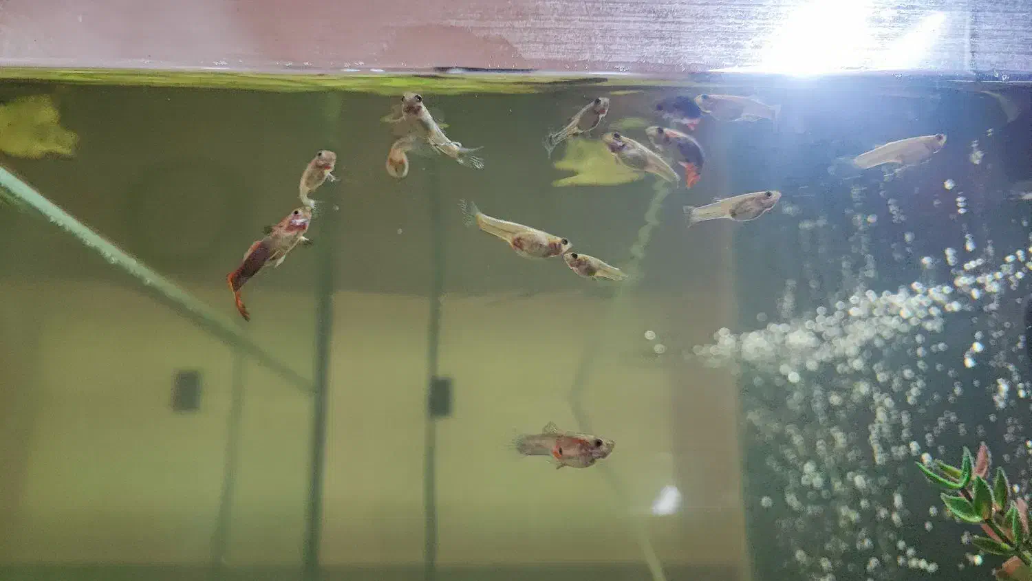 ماهی گوپی|ماهی|شاهین‌شهر, خانه کارگر|دیوار