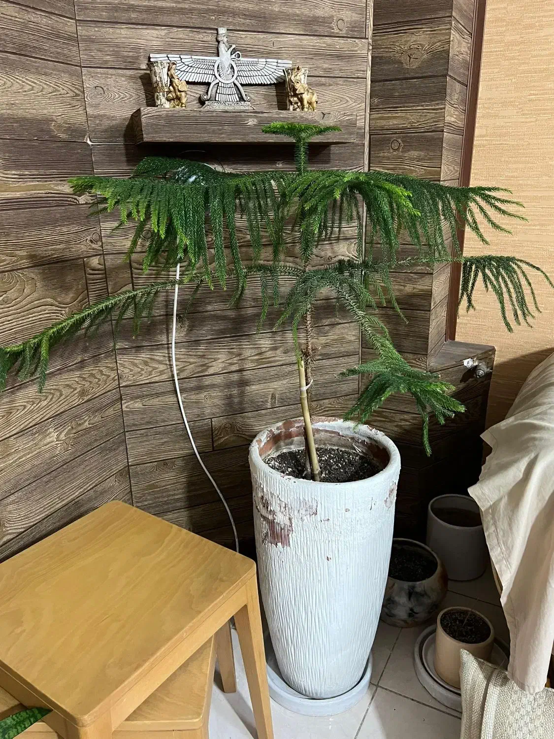 گلدان|گل و گیاه طبیعی|شیراز, آزادگان|دیوار