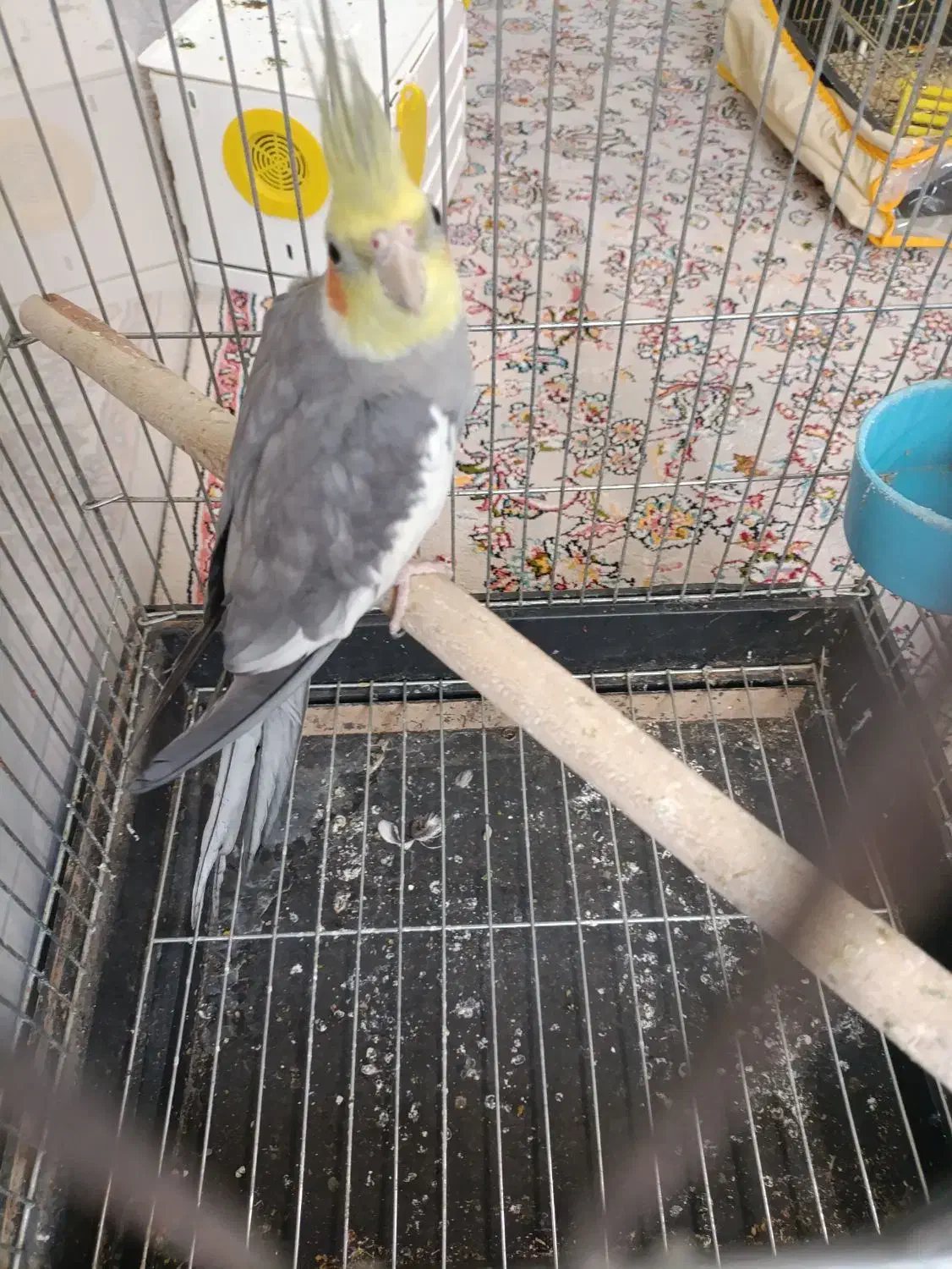 عروس هلندی نر سینامون|پرنده|شیراز, گلکوب|دیوار