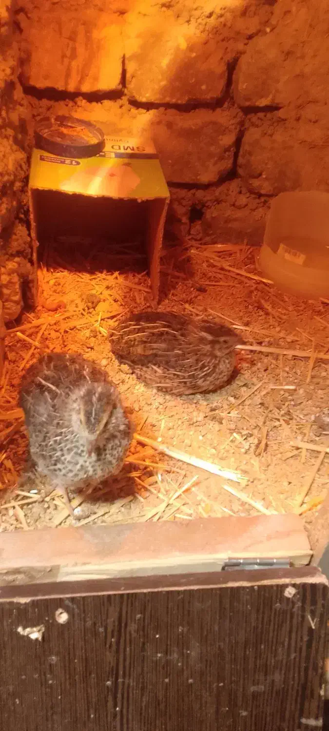 جوجه بلدرچین|حیوانات مزرعه|چناران, |دیوار