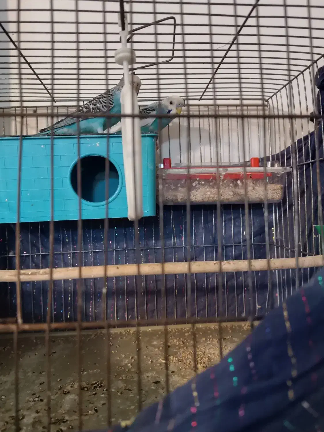 جفت مرغ عشق مولد تخم گزار|پرنده|تهران, نعمتآباد|دیوار